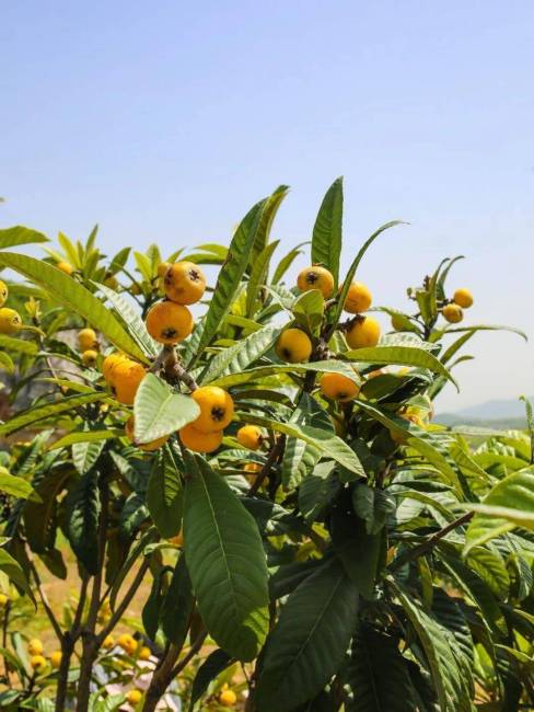 Loquat（A plant in the genus *Eriobotrya* of the family Rosaceae.）_Baiduwiki