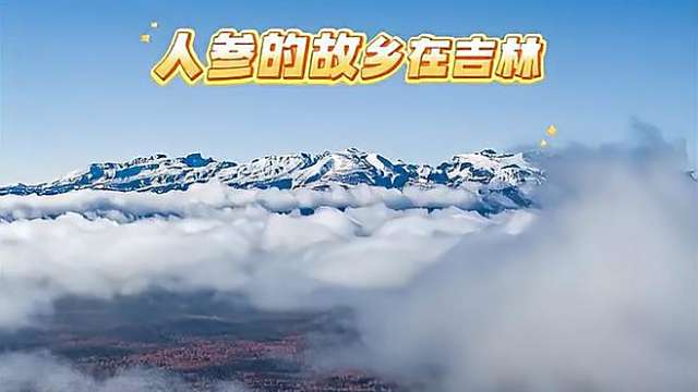 吉林長白山人参_百度百科
