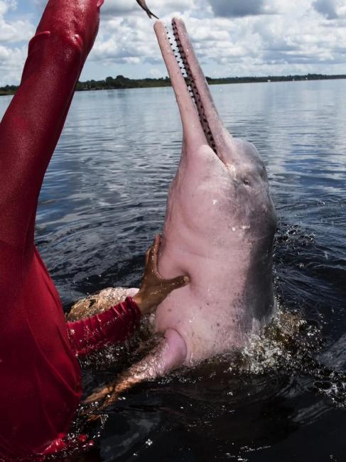 Amazon River Dolphin_Baiduwiki