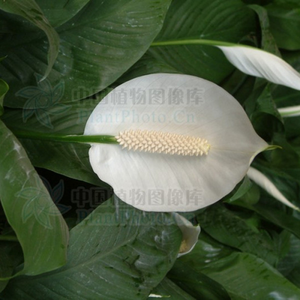 golden pothos near me Buy Golden Pothos Plant Online in the USA 4-in / Nursery Planter main image 0