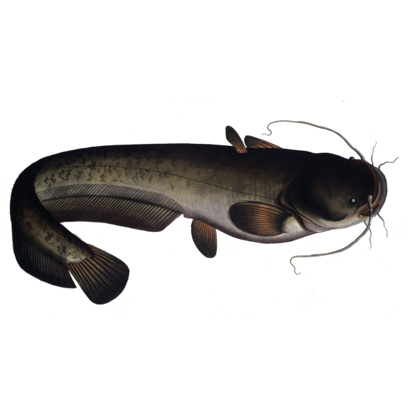 ナマズ（ナマズ科ナマズ属の魚類）_百度百科