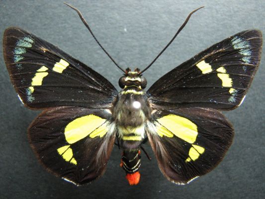 Lepidoptera（an order within the subclass Pterygota of the class Insecta ...