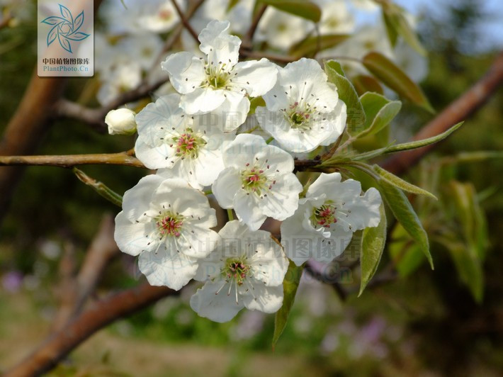 Pyrus bretschneideri（a plant of the genus Pyrus in the family Rosaceae ...