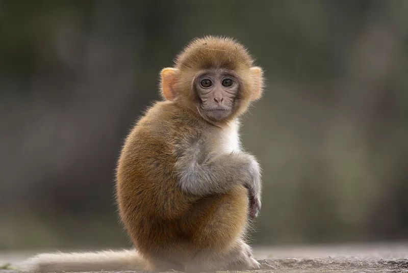 Rhesus macaque（Mammal）_Baiduwiki