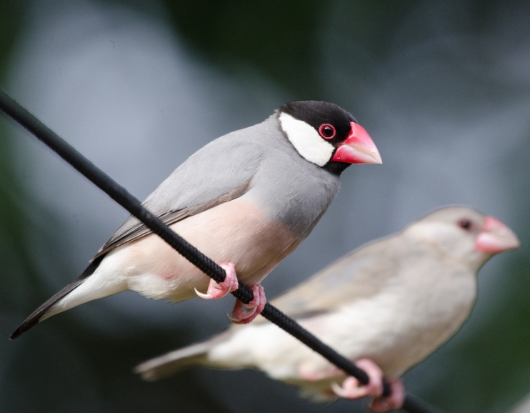 文鳥_百度百科