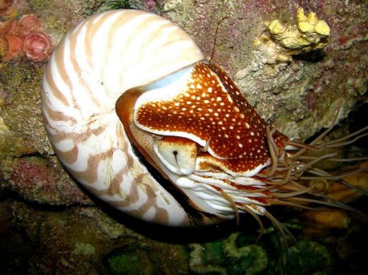 Nautilus（an animal of the genus *Nautilus*, family Nautilidae.）_Baiduwiki