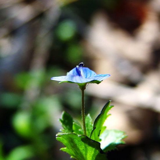 タチイヌノフグリ（オオバコ科クワガタソウ属の植物）_百度百科