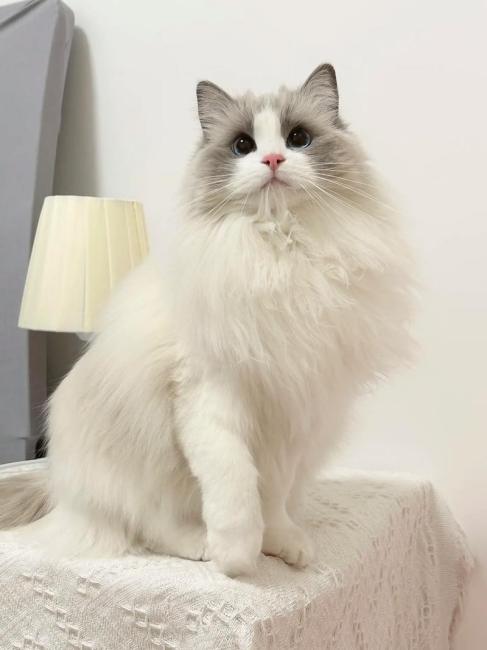 Ragdoll（A pet breed within the genus Felis of the family Felidae ...