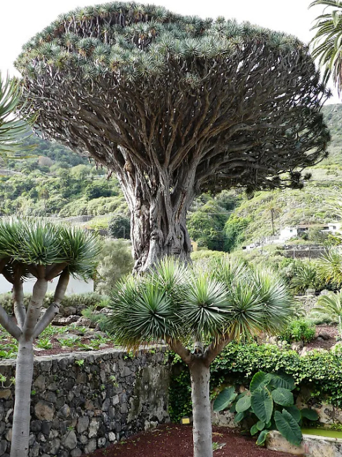 Dragon Blood Tree_Baiduwiki