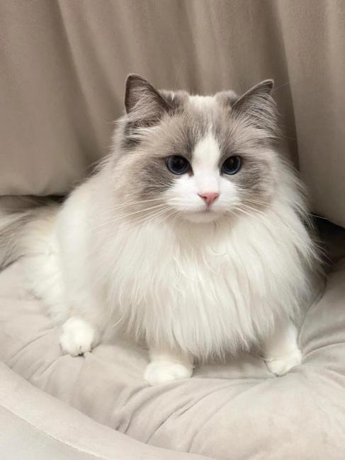 Ragdoll（A pet breed within the genus Felis of the family Felidae ...