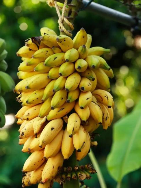 Big Mike（A plant in the Musaceae family and the genus Musa.）_Baiduwiki