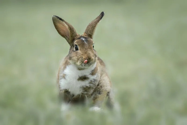 Rex rabbit_Baiduwiki