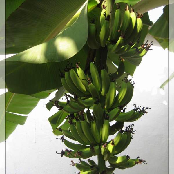 Banana（a plant in the Musaceae family of the Zingiberales order