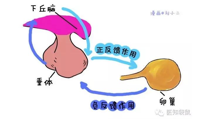 Gonadotropin-releasing hormone_Baiduwiki