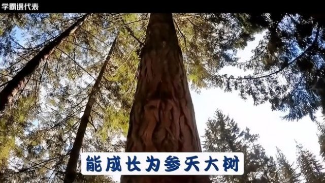 ジャイアントセコイア_百度百科