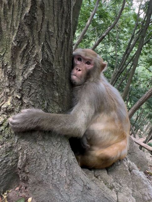 Rhesus macaque（Animal）_Baiduwiki