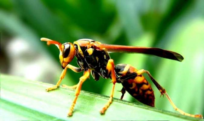 Avispa（Insectos del orden Hymenoptera）_Baidu Enciclopedia