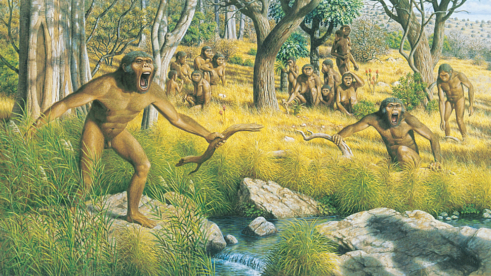 Dryopithecus（Término general para los animales del género *Dryopithecus ...