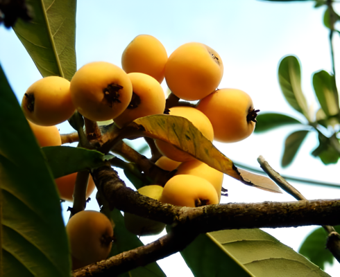 Loquat（A plant in the order Rosales and family Rosaceae.）_Baiduwiki