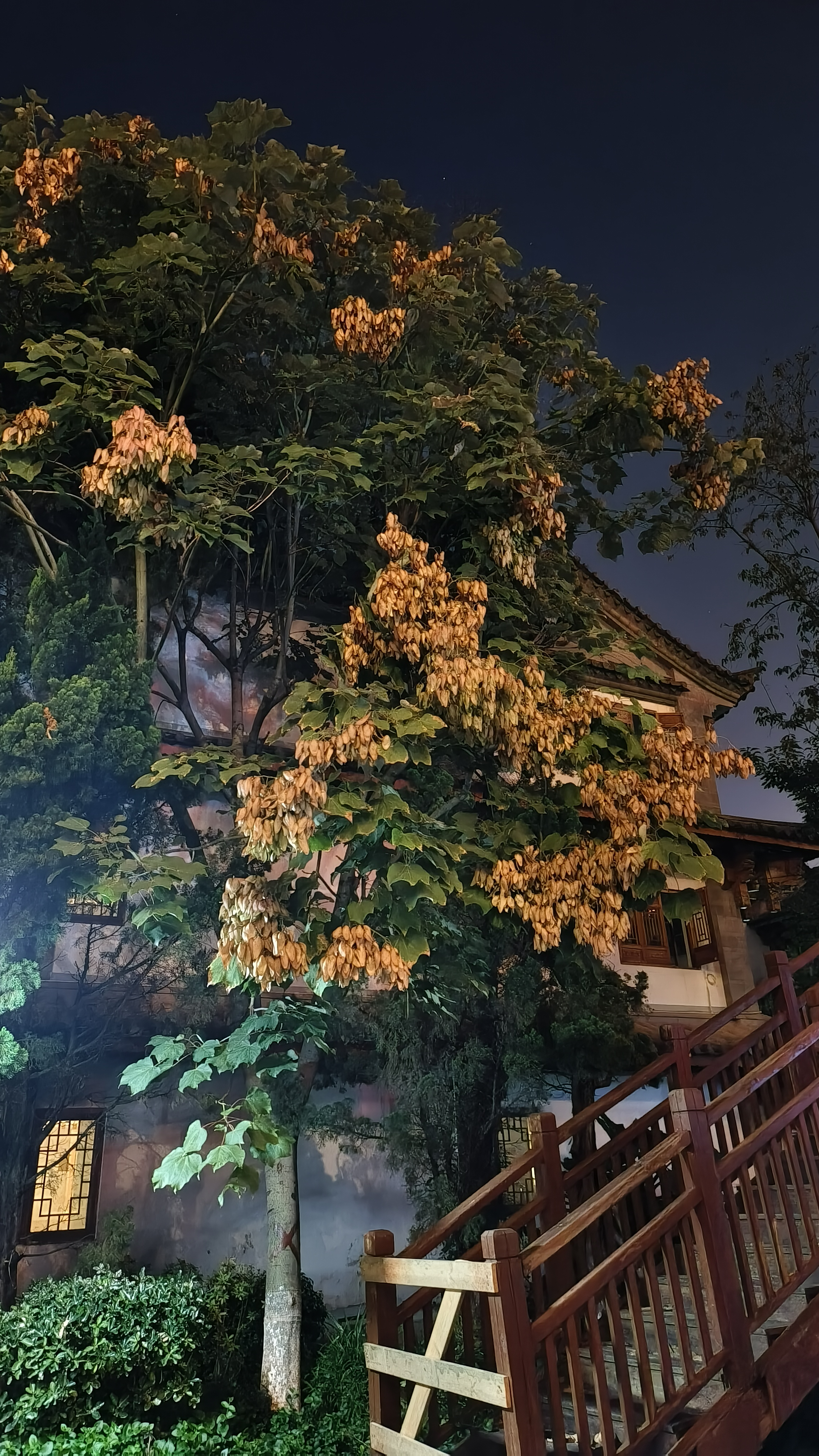 Chinese parasol tree_Baiduwiki