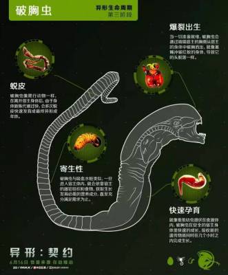 Xenomorph（The alien species known as the Xenomorph in the film *Alien ...