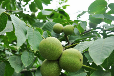 Walnut tree_Baiduwiki