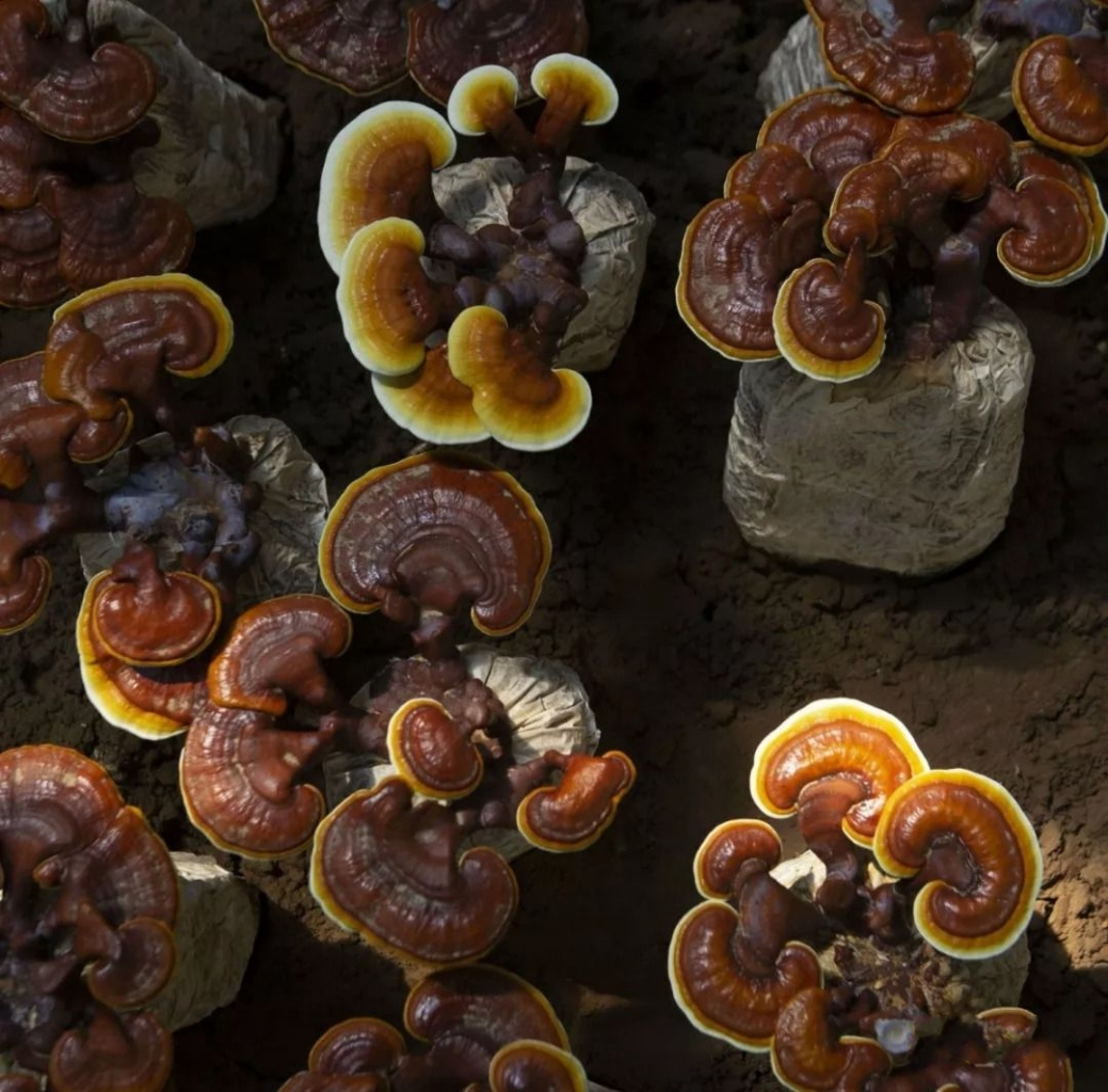 冠県霊芝_百度百科