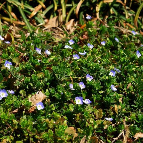 タチイヌノフグリ（オオバコ科クワガタソウ属の植物）_百度百科