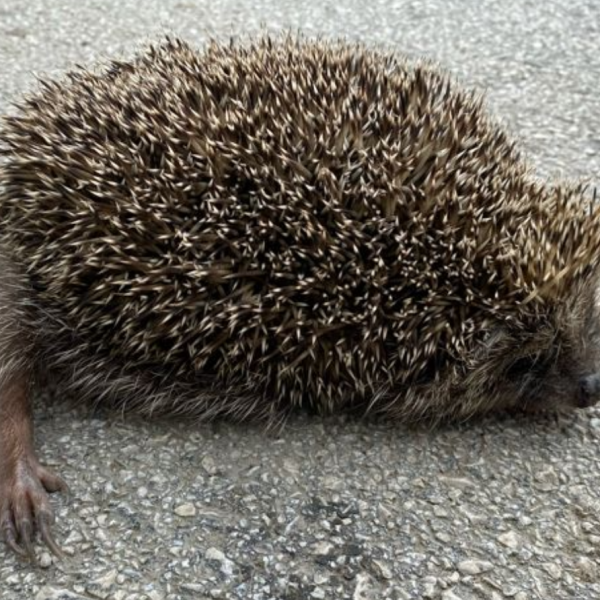 ハリネズミ（ハリネズミ目ハリネズミ科ハリネズミ亜科ハリネズミ属の