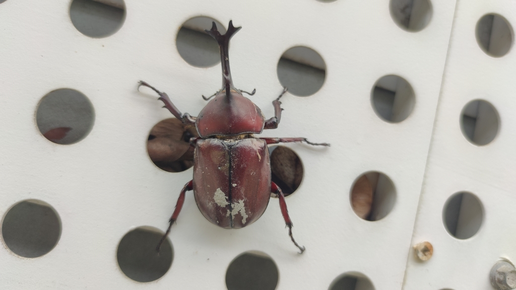 カブトムシ様 いきもの大図鑑アドバンス カブトムシ04 ディスプレイスタンド＆樹皮
