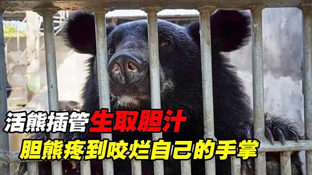 熊胆_百度百科
