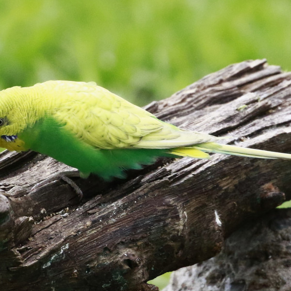 セキセイインコ_百度百科