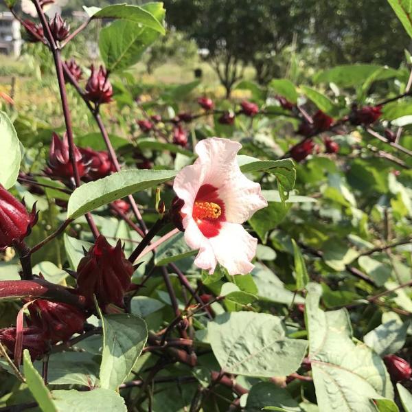 ローゼル　ハイビスカス　苗　食用可　赤/レッド　花木　観葉植物　アオイ科。。。 熱帯植物の販売店「花育通販」四季成りハイビスカス・ローゼルの苗を販売