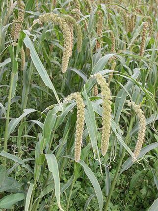 Foxtail Millet_Baiduwiki