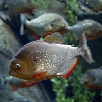 ピラニア（セラサルミナエ亜科の魚類の通称）_百度百科