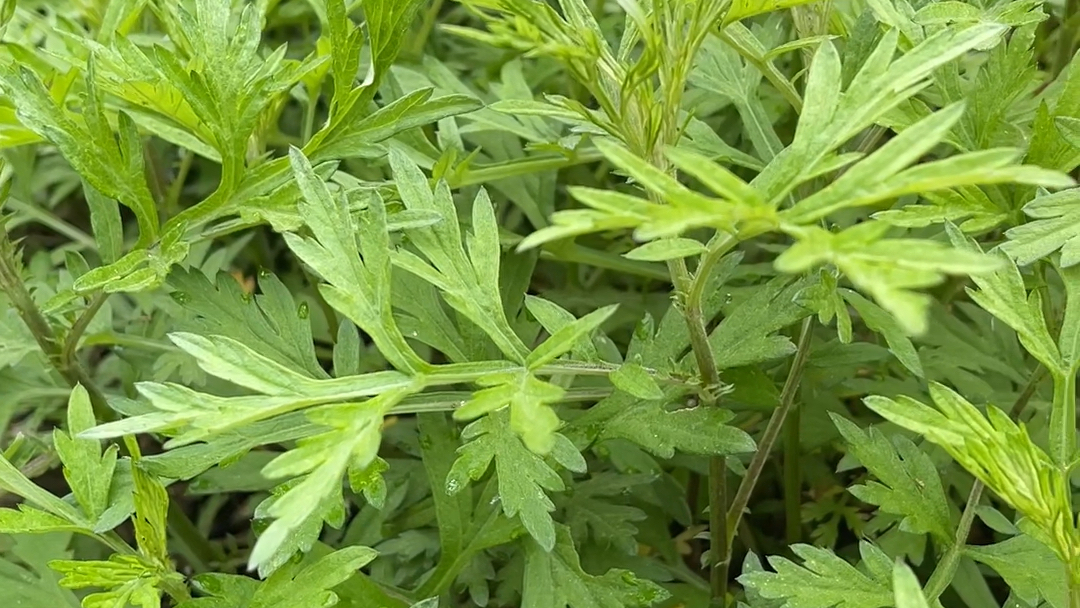 ヨモギ（キク科ヨモギ属の植物）_百度百科