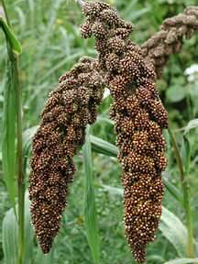 Foxtail Millet_Baiduwiki