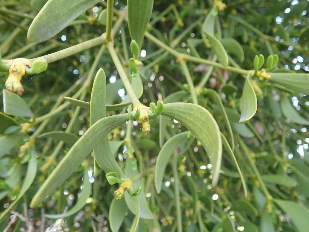 Viscum coloratum（A plant in the genus Viscum of the family Santalaceae ...