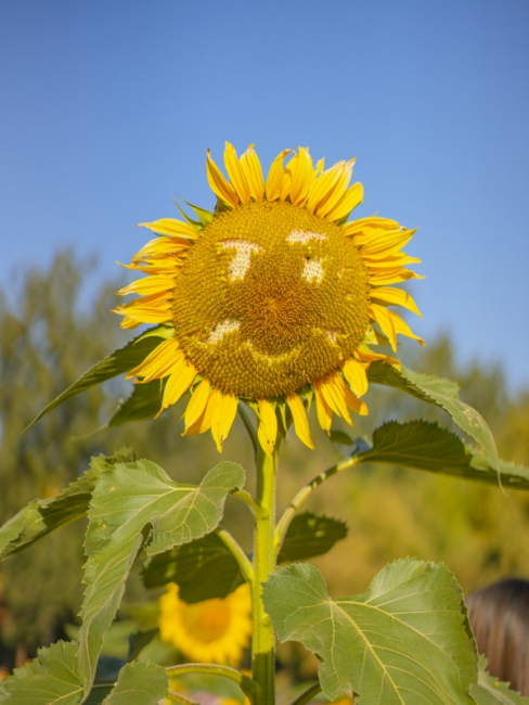 Girasol（Planta del género Helianthus de la familia Asteraceae）_Baidu ...