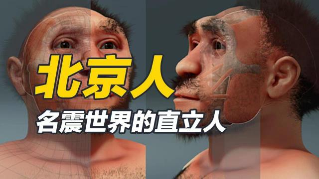 Peking Man（A primate of the family Hominidae and genus Homo.）_Baiduwiki