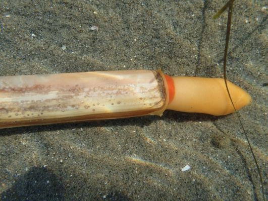 Razor clam（A collective term for mollusks in the family Solenidae ...