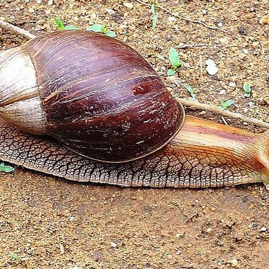 アフリカマイマイ（腹足綱アフリカマイマイ科の動物）_百度百科
