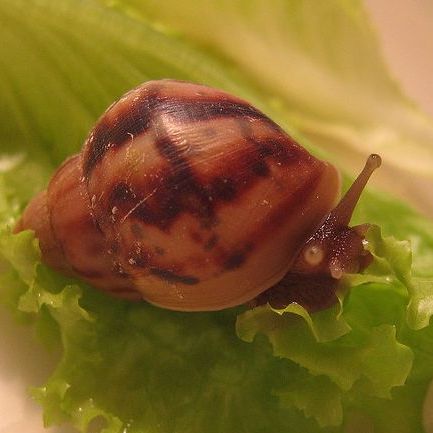 アフリカマイマイ（腹足綱アフリカマイマイ科の動物）_百度百科