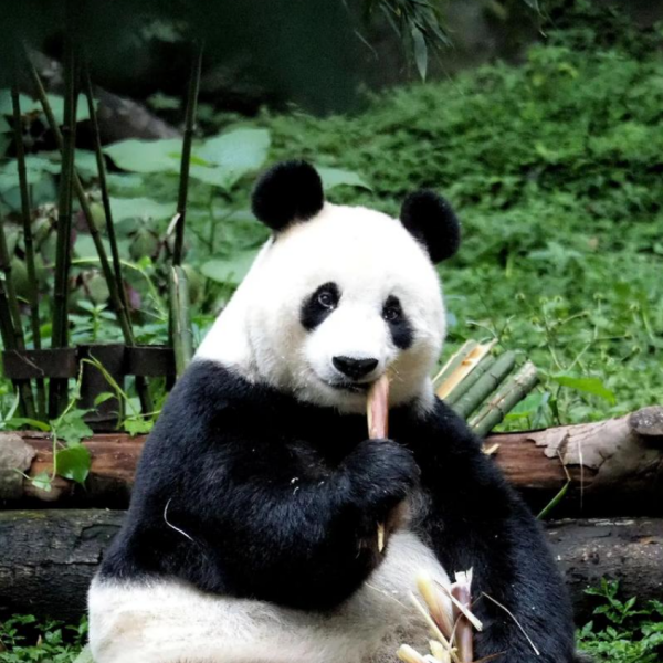 Panpan（世界最高齢のオスのジャイアントパンダ）_百度百科