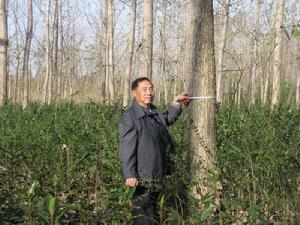 DBH（The diameter of the main trunk of a tree at breast height above the ...