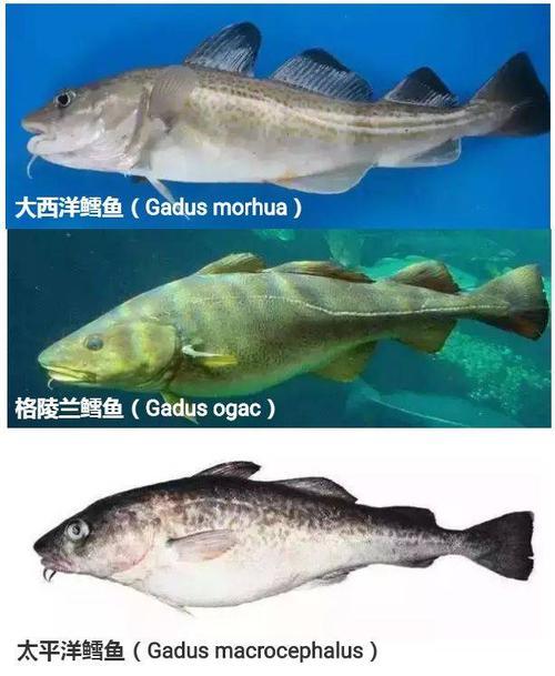 Cod（Traditional Chinese medicine）_Baiduwiki