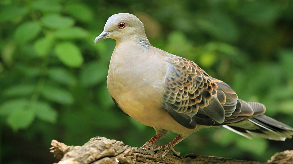 キジバト（ハト科シラコバト属の鳥類）_百度百科
