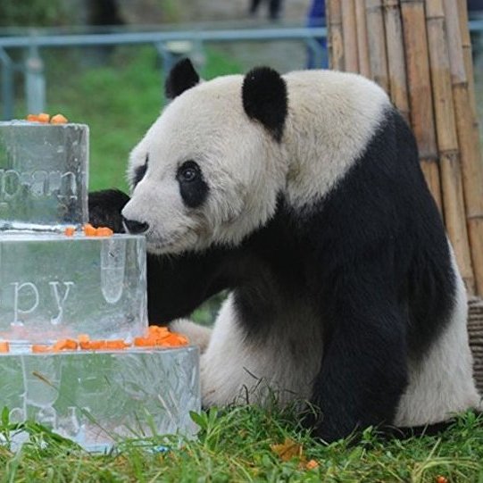 パンダ大将軍 Panpan（世界最高齢のオスのジャイアントパンダ）_百度百科