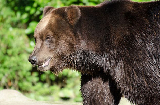 Ours brun（Ordre des carnivores Famille des ursidés）_Baidu Encyclopédie