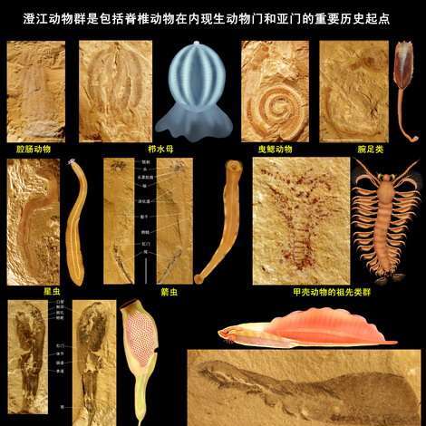 チェンジャン生物群_百度百科